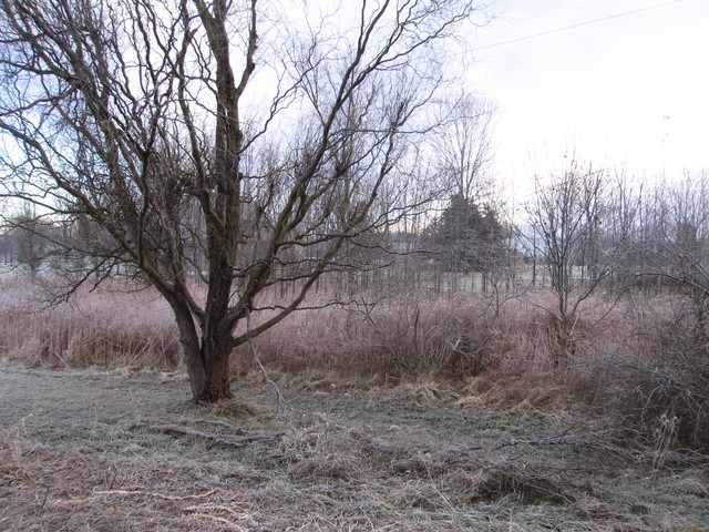 IMG_2391.jpg