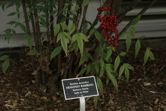DSC05532.JPG