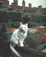 Highlight for Album: Cats